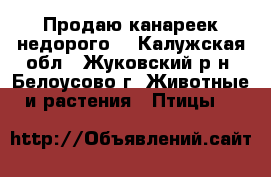 Продаю канареек недорого. - Калужская обл., Жуковский р-н, Белоусово г. Животные и растения » Птицы   